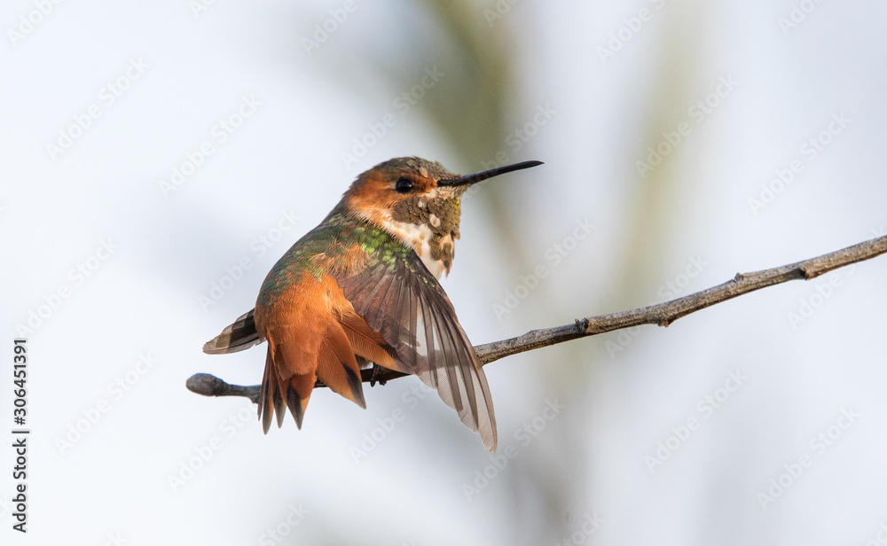 Obraz premium Allen's male hummingbird