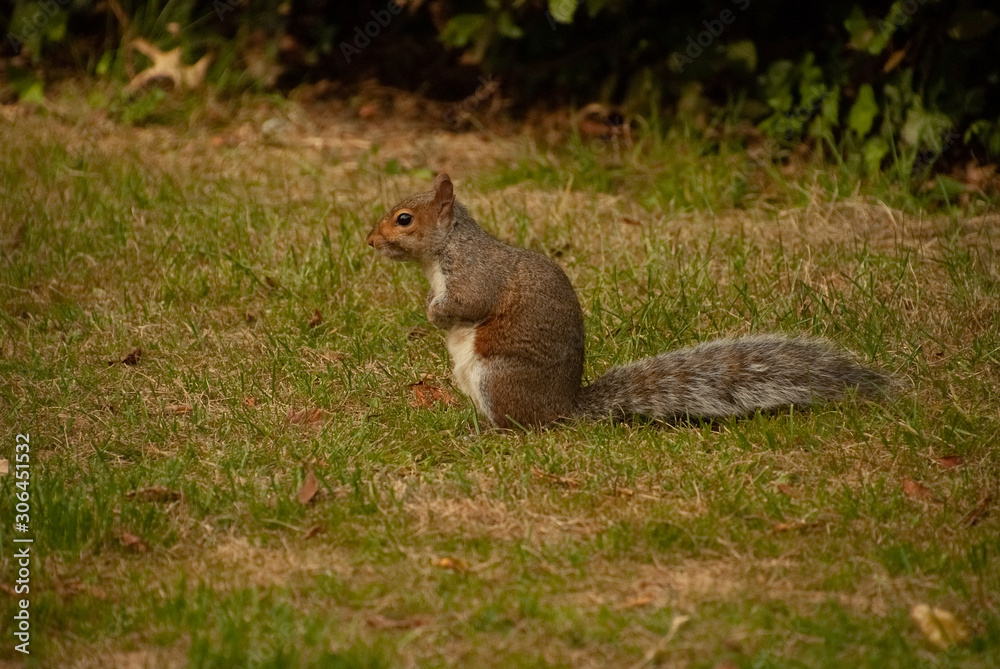 Obraz premium Squirrel looking Left