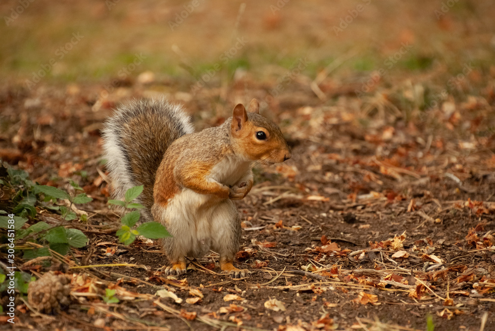 Squirrel looking right Squirrel looking right