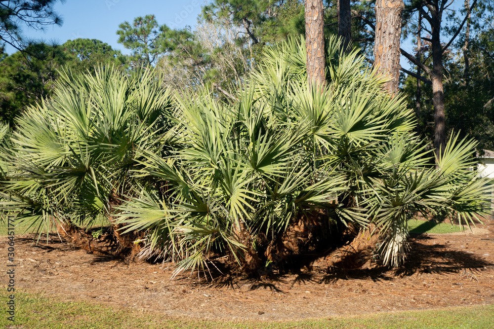 Obraz premium Palmetto Palm Trees