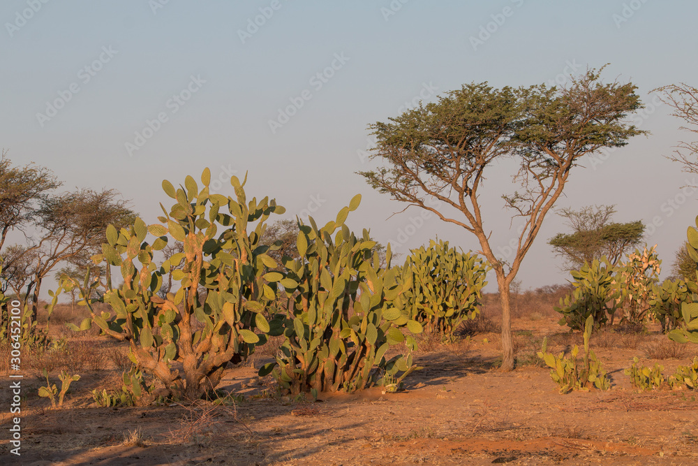 Cactus and trees in the Kalahari, Namibia, Africa