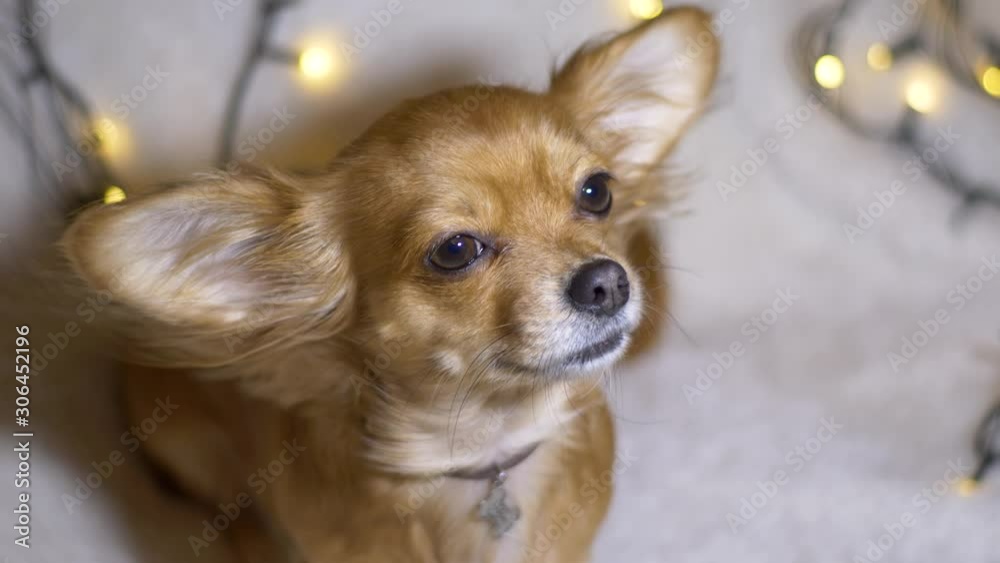 Adorable funny longhair chihuaha dog on plaid. Very cute pet on a background of Christmas garlands Adorable funny longhair chihuaha dog on plaid. Very cute pet on a background of Christmas garlands
