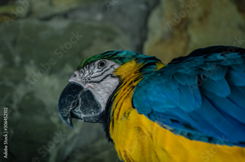 Arara Azul