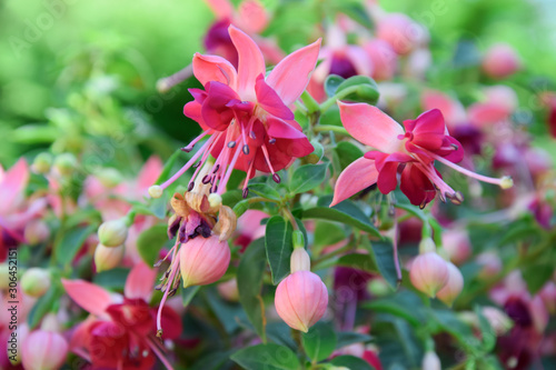 pink fuchsia flowers in garden