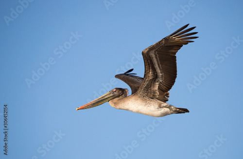 while pelican in lake