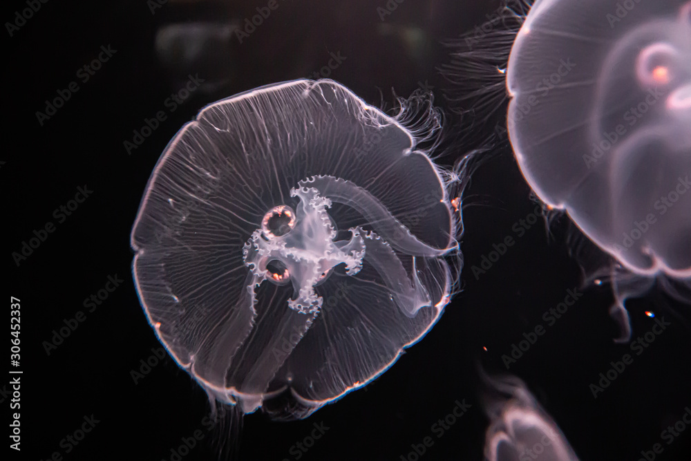 Obraz premium Moon Jelly