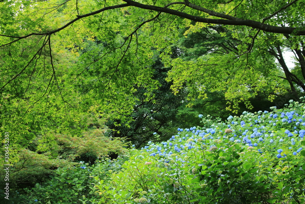 神戸市立森林植物園のアジサイ