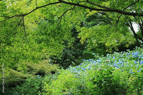 神戸市立森林植物園のアジサイ
