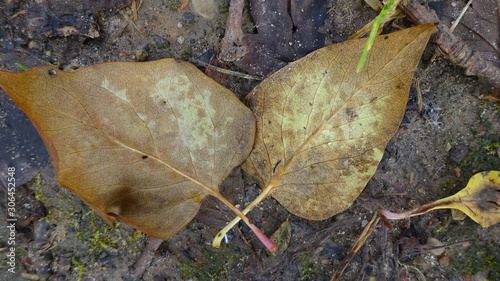Two old, dead lilac leaves with crossed stems.