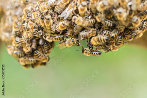 bees in a bee swarm, closeup. Bee swarm