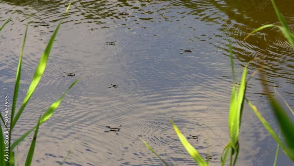 Water striders have floating on a river in Saitama prefecture, JAPAN. without sounds Water striders have floating on a river in Saitama prefecture, JAPAN. without sounds