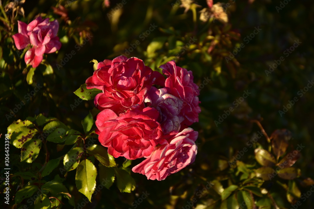 red rose in the garden