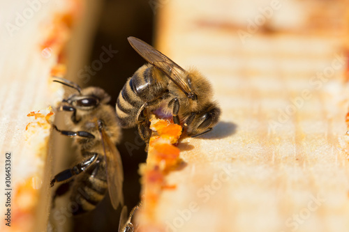 Tableau sur toile bees work on laying propolis in a hive