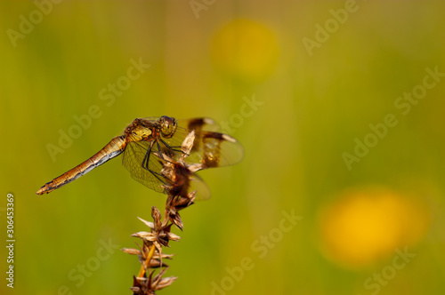 Brown dragonfly on a stalk against the background of a green meadow and yellow flowers. Beautiful bokeh. © Michal Murawski