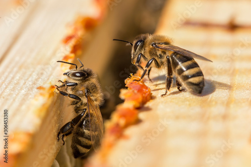 bees work on laying propolis in a hive. honey bees work in the hive. Close up view of the opened hive body showing the frames. the bees are smeared with propolis in the hive. bees work with propolis. photo