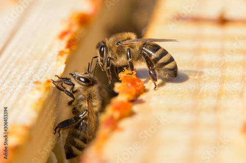 Фотография bees work on laying propolis in a hive