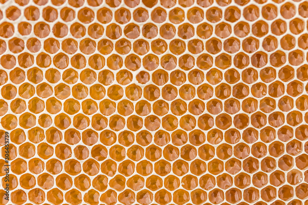 Honeycomb filled with fresh golden honey. Hexagonal texture. Real fresh honeycomb texture pattern. Honeycomb macro photography consisting of beeswax. Honeybee cells filled with fresh honey.