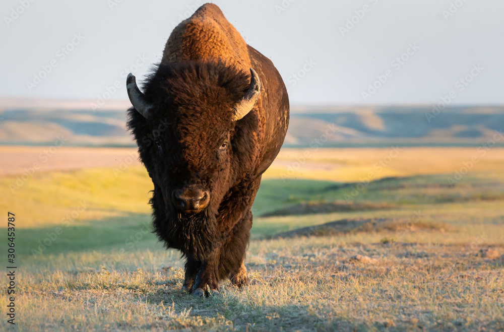 Bison in the prairies