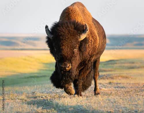 Bison in the prairies photo