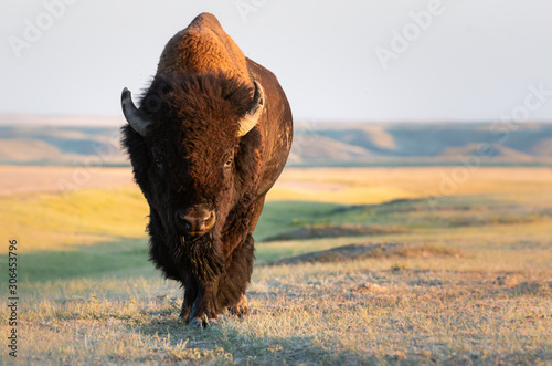 Bison in the prairies