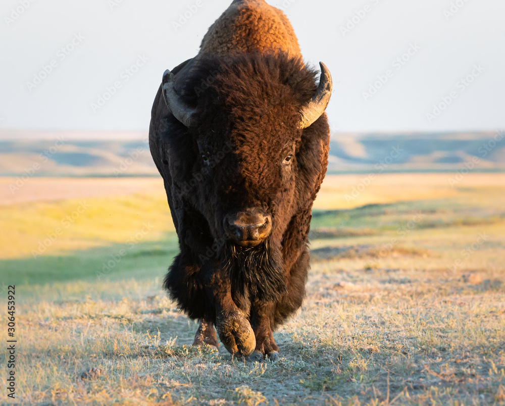 Bison in the prairies