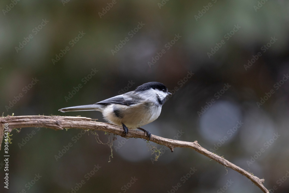 Black-capped chickadee perched on the branch tree Black-capped chickadee perched on the branch tree
