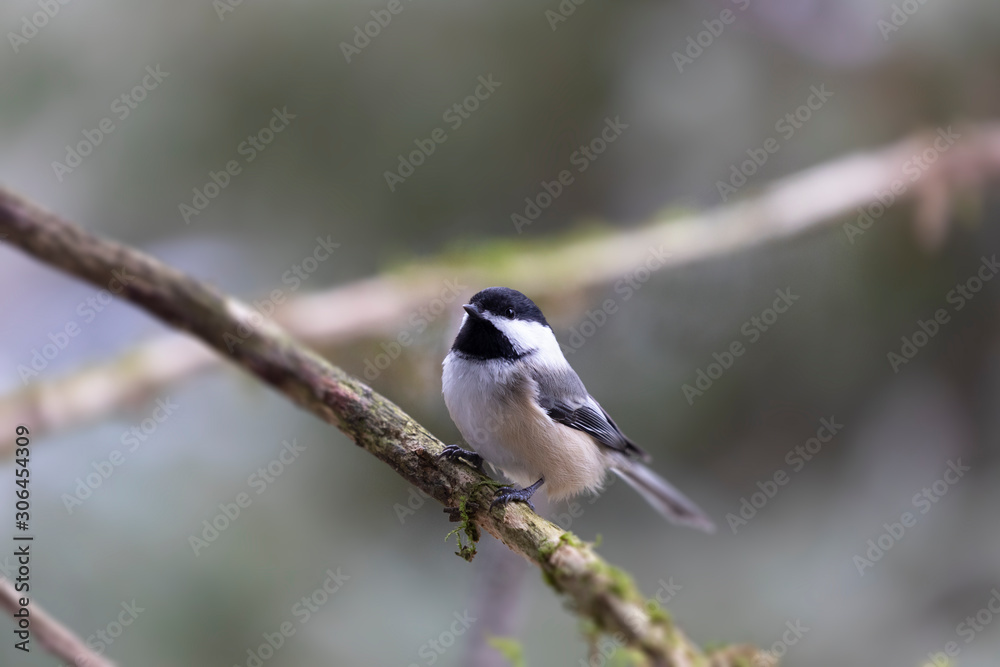Black-capped chickadee perched on the branch tree Black-capped chickadee perched on the branch tree