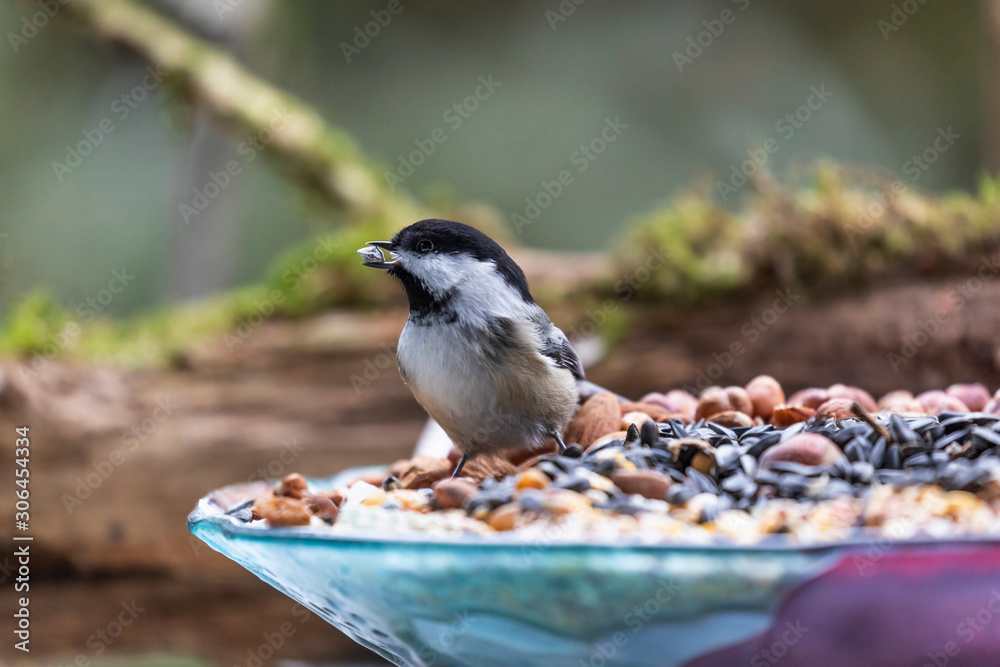 Naklejka premium Black-capped chickadee on the feeder