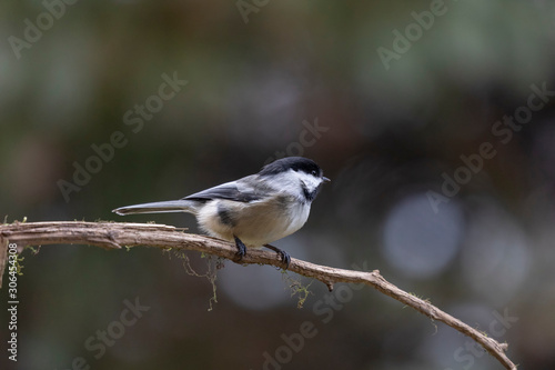 Black-capped chickadee perched on the branch tree
