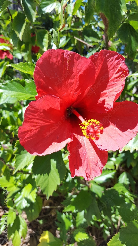 Beautiful red hibiscus blossom in bloom Beautiful red hibiscus blossom in bloom
