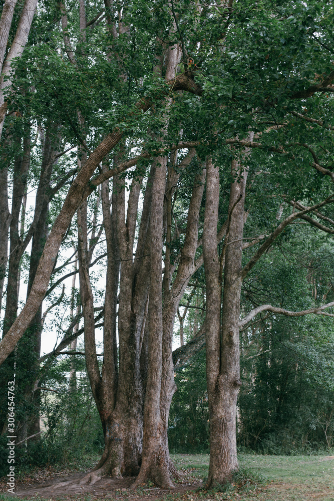 Fototapeta premium tree in the forest