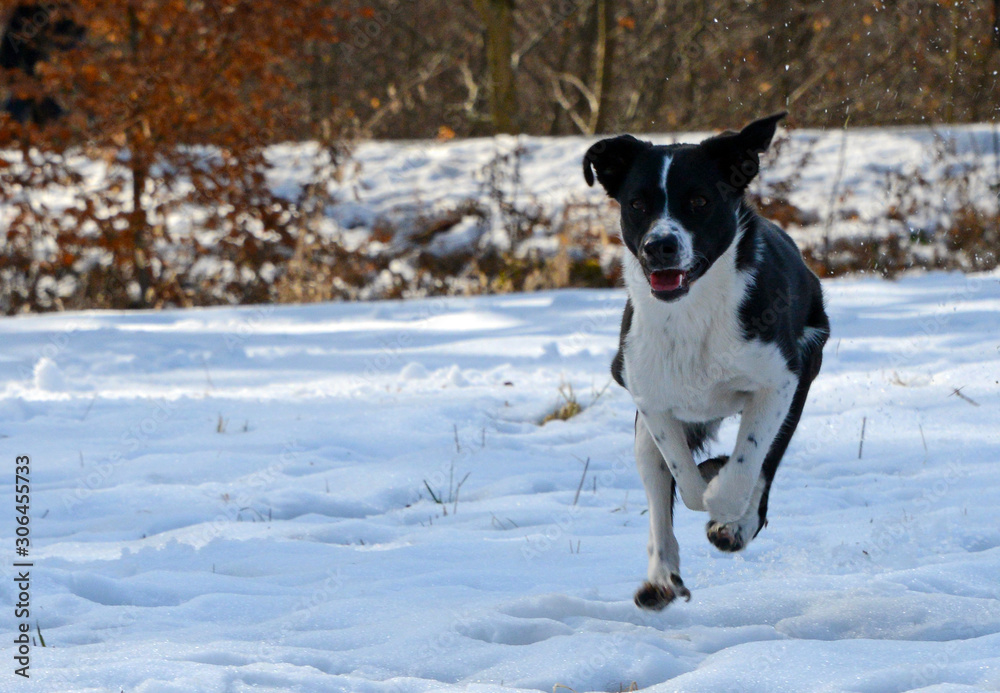 happy boarder collie mixed breed running over snow field in winter