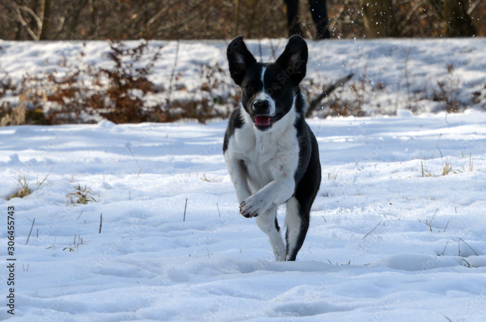 happy boarder collie mixed breed running over snow field in winter happy boarder collie mixed breed running over snow field in winter