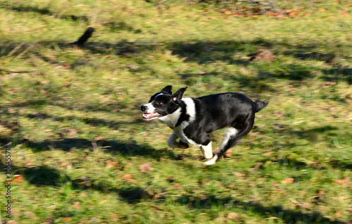 border collie running wild chasing a ball on green meadow
