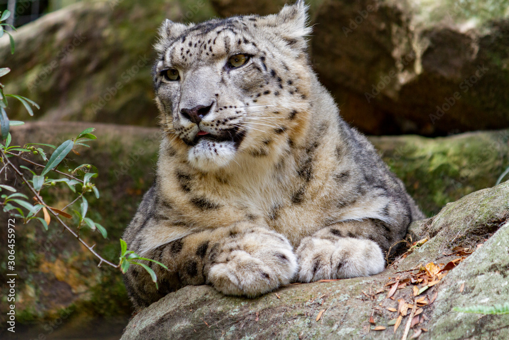 Proud looking snow leopard looking left of frame Proud looking snow leopard looking left of frame