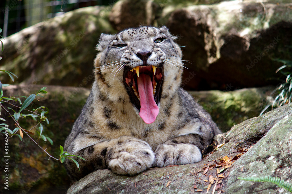 Obraz premium Snarling Snow Leopard looking at the camera