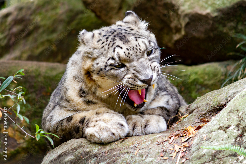 Obraz premium Snarling snow leopard