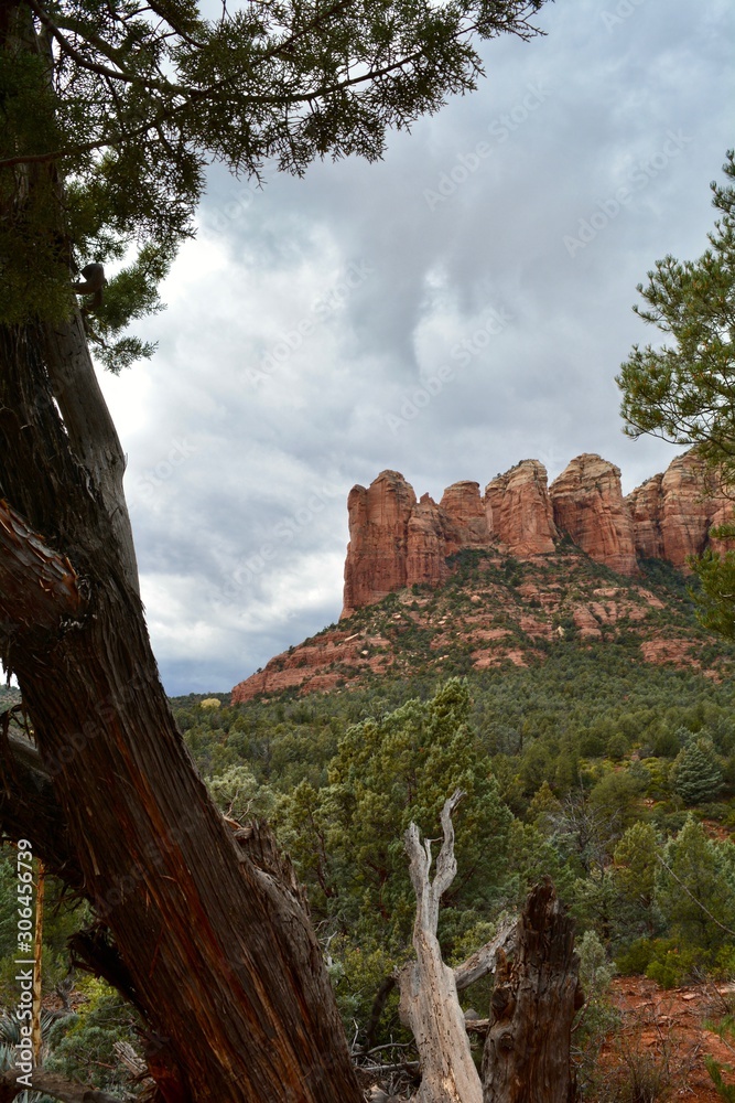 Sedona Arizona Landscape Tree View