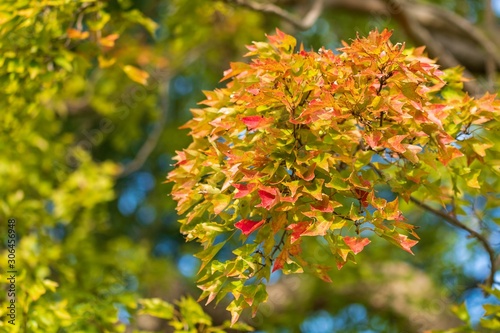 紅葉