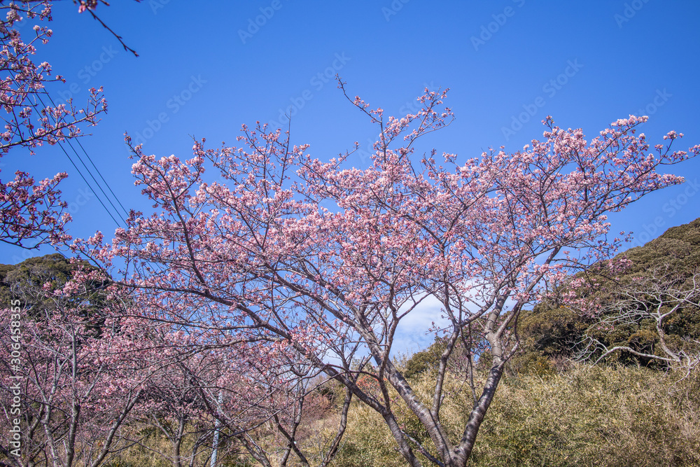 Cherry blossoms called ”Ganchou Sakura Cherry blossoms called ”Ganchou Sakura