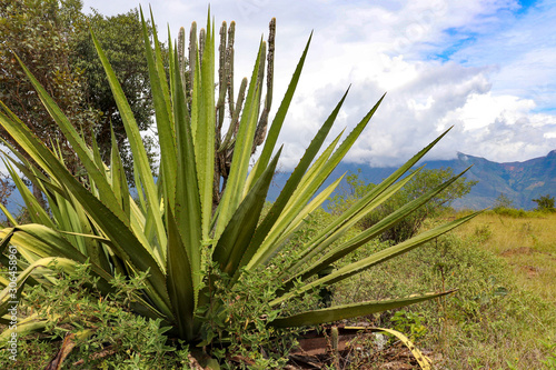 fique plant south america landscape