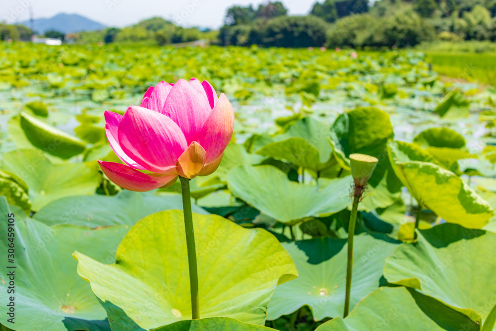 古代大賀蓮の花