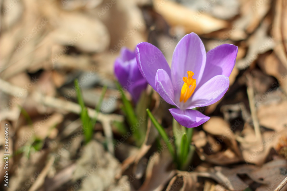 Purple Crocus in Brown Leaves Closeup Macro Purple Crocus in Brown Leaves Closeup Macro
