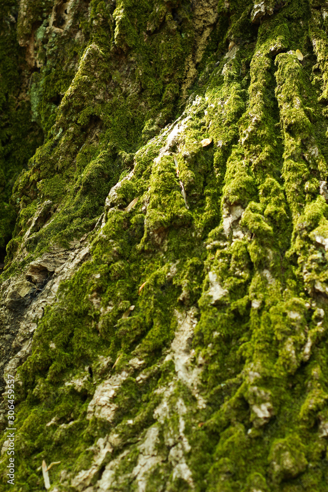 Closeup Macro of Green Moss on Tree Bark Closeup Macro of Green Moss on Tree Bark