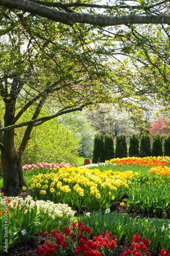 Fototapeta Naklejka Na Ścianę i Meble -  Colorful Tulips in Sunny Garden with Trees