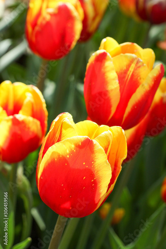 Closeup Macro Shot of Bright Red and Yellow Tulips