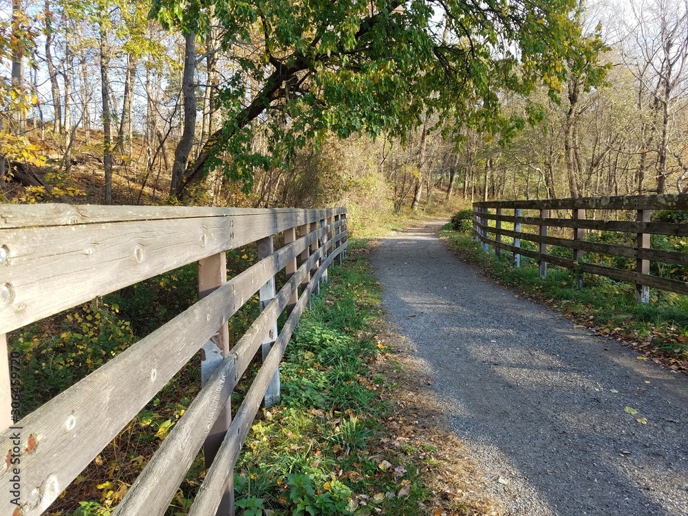 wooden bridge in the forest