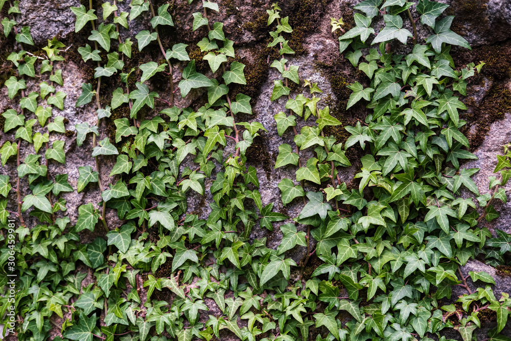 Beautiful evergreen bush of common ivy Hedera helix curls over an old wall of large cobblestones. Beautiful evergreen bush of common ivy Hedera helix curls over an old wall of large cobblestones.