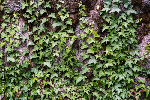 Beautiful evergreen bush of common ivy Hedera helix curls over an old wall of large cobblestones. © koldunova