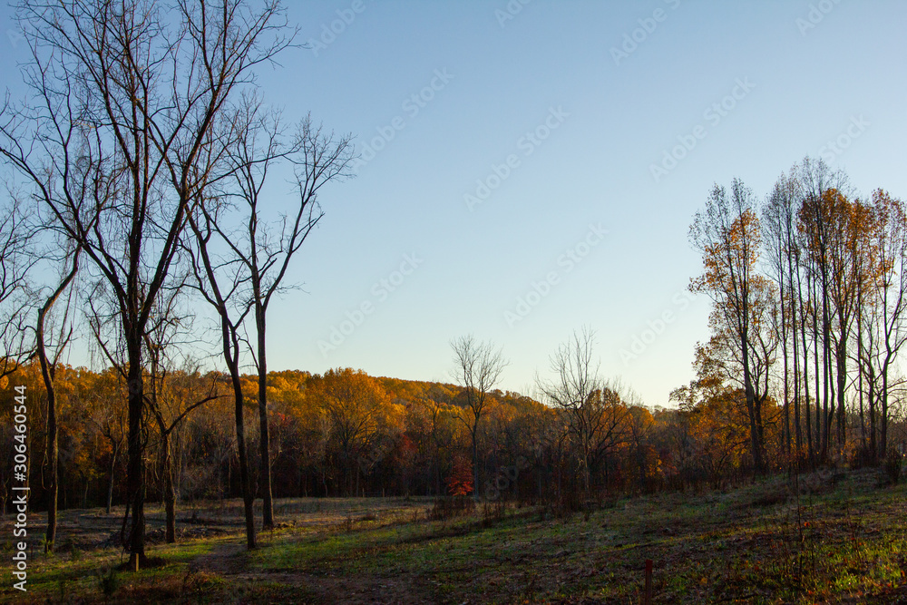 Sunset on Wooded Edge of Field with Barren Trees and Gold Leaves